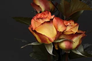 Open a Company for Selling Flowers in Singapore